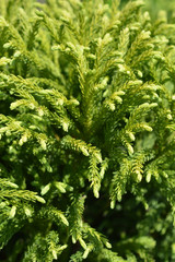 Japanese cedar