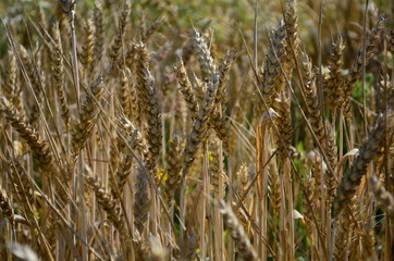 Golden ears of wheat on the field