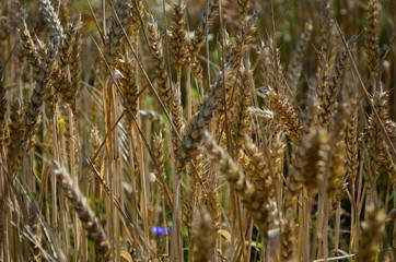 Fototapeta premium Golden ears of wheat on the field