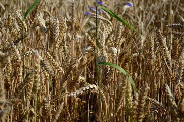 Golden ears of wheat on the field