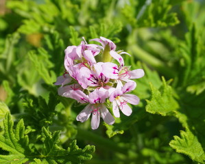 Pelargonium Attar of Roses Scented Geranium beautiful flowers and green shallow three-lobed leaves close up. Also known as Rose geranium or Rose scented pelargonium,  Sweet scented geranium