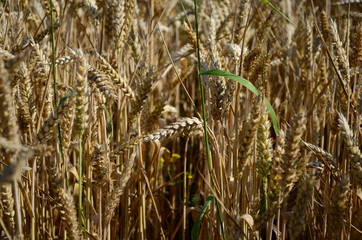 Golden ears of wheat on the field