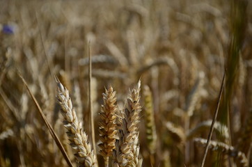 Fototapeta premium Golden ears of wheat on the field