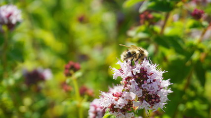Beautiful honey bee collecting nectar from showy and bright Centranthus ruber flowers close up. Also known as red valerian, or spur valerian.