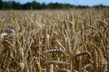 Golden ears of wheat on the field