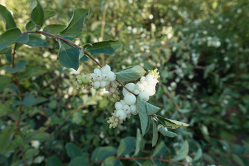Dense racemes of white berries of Symphoricarpos albus in September