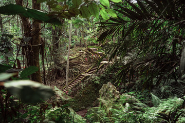 Jungle 6
