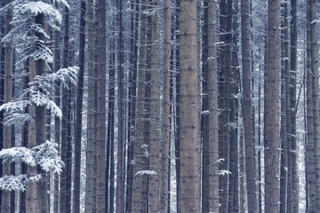 Fototapeta premium Symmetrical trunks of coniferous trees in winter. The branches of a Christmas tree in the snow. Minimalistic winter photo.