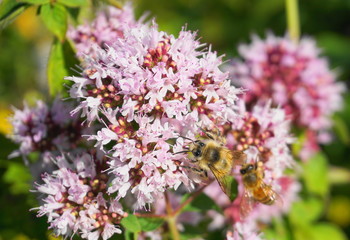 Beautiful honey bee collecting nectar from showy and bright Centranthus ruber flowers close up....