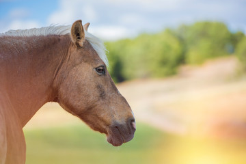 Fototapeta premium Portrait of a Shetland pony horse in nature, looking to the side. No people. Horizontal. Copyspace.