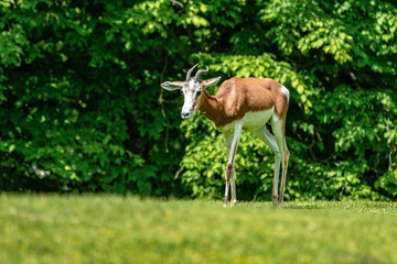 Dama gazelle, Gazella dama mhorr or mhorr gazelle is a species of gazelle