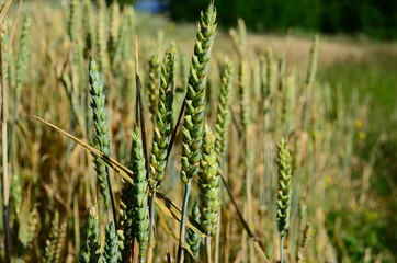 Golden ears of wheat on the field