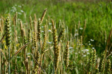 Golden ears of wheat on the field