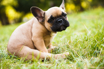 Cute puppy french bulldog in summer park.