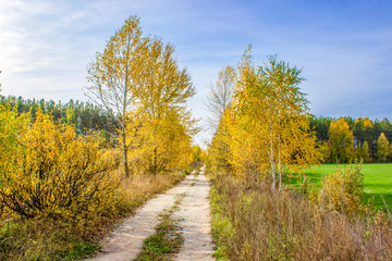 The burst of autumn colours along a quiet country road, against the blue and white sky. - Powered by Adobe