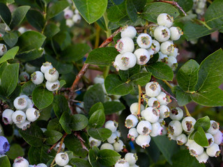 Jagody borówki © michalsen