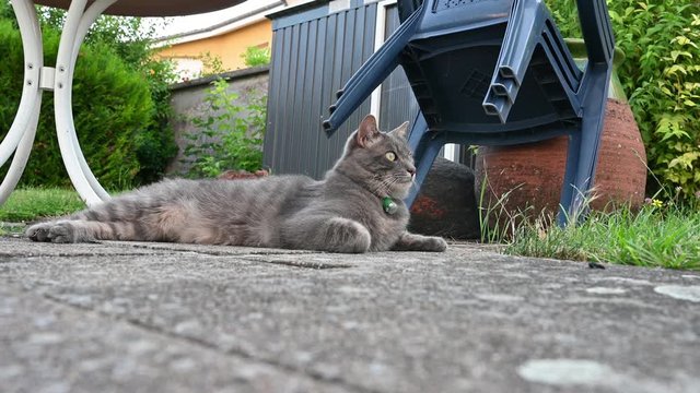 chat