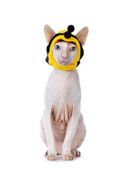Funny portrait of odd eyed Cornish Rex cat, wearing bee mask. Sitting up and looking towards camera. Isolated on white background..
