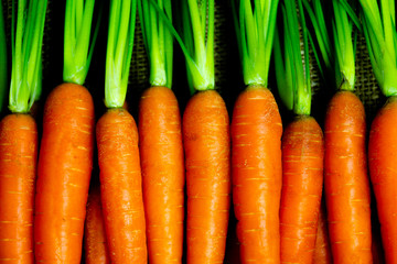 Detail fresh carrots with green petioles and leaves. Raw carrots full of vitamins ready for processing.