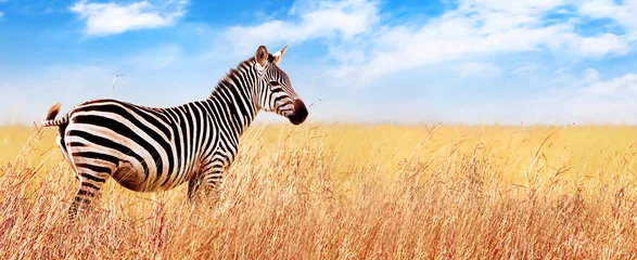 Fotobehang Zebra in de Afrikaanse savanne. Serengeti Nationaal Park. Afrika. Tanzania. Breed formaat. © delbars