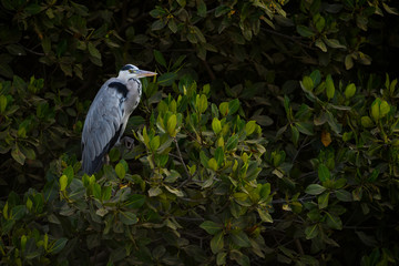 Grey Heron - Ardea cinerea, large common gray heron from lakes and rivers, La Somone, Senegal.