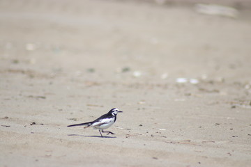 bird on the beach
