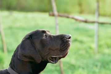portrait of a dog