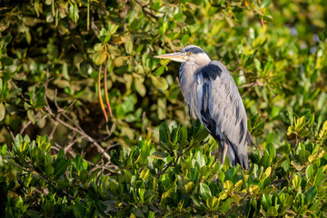 Grey Heron - Ardea cinerea, large common gray heron from lakes and rivers, La Somone, Senegal.