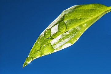 Beautiful large transparent drops of water dew on grass close up. Bright blue sky background