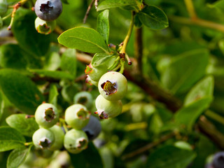 Jagody borówki © michalsen