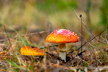Mushroom fly agaric with a red cap in the forest.
