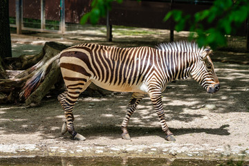 Hartmann's Mountain Zebra, Equus zebra hartmannae. An endangered zebra