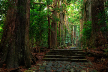 Old Japanese cypress forest