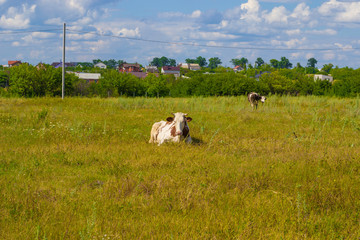Obraz premium cow is grazed on a green meadow. Sunny day. Green grass