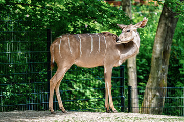The common eland, Taurotragus oryx is a savannah antelope
