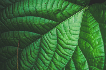 Fototapeta premium Green leaf/leaves background 