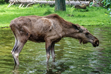 European Moose, Alces alces, also known as the elk