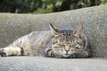 居眠り キジトラ猫 