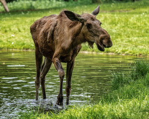 European Moose, Alces alces, also known as the elk