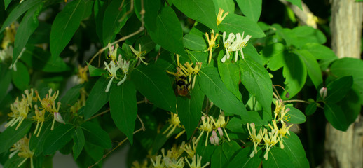Bee on a honeysuckle tree
