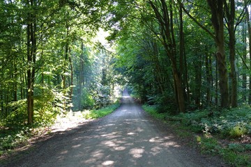Beautiful forest road in Slagelse, Denmark.