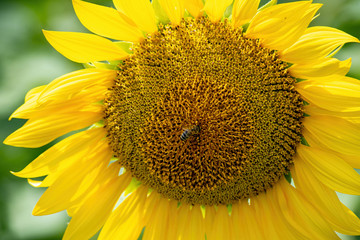 Beautiful yellow sunflower. Sunflowers in the sun. Agricultural landscape.