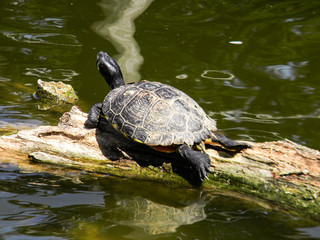 The image of tortoise on tree which floating on lake in zoo, Vienna, Austria.