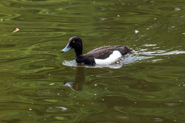 Male Tufted Duck or Aythya fuligula swimming in pond