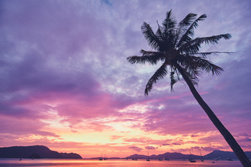 Beautiful landscape with palm tree silhouette on sunset tropical beach.