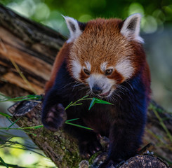 Fototapeta premium The red panda, Ailurus fulgens, also called the lesser panda.