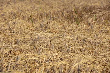 Wheat field. Ears of golden wheat close up. Beautiful Nature Sunset Landscape. Rural Scenery under Shining Sunlight. Background of ripening ears of meadow wheat field. Rich harvest Concept