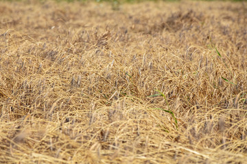 Wheat field. Ears of golden wheat close up. Beautiful Nature Sunset Landscape. Rural Scenery under Shining Sunlight. Background of ripening ears of meadow wheat field. Rich harvest Concept