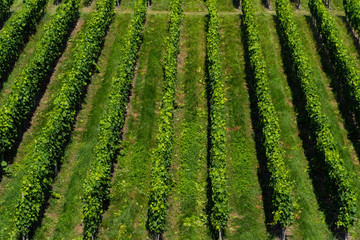 Accurate straight of a vineyard - agriculture - angled view
