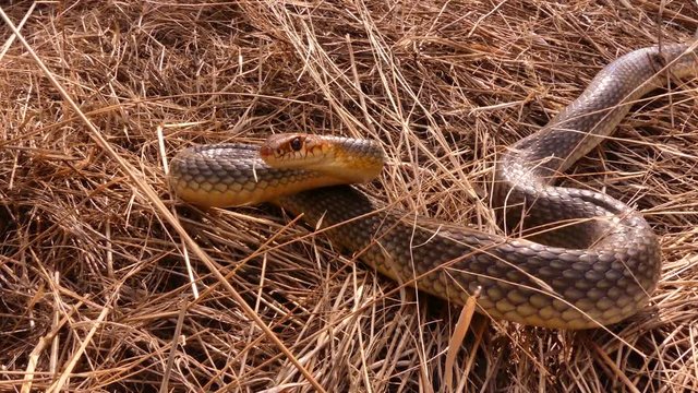 Caspian whipsnake (Coluber caspius or Dolichophis caspius) the largest snake in Europe. Length more than 2 meters. Crawls fast, swims well, climbs trees! Agrassive, but not poisonous.